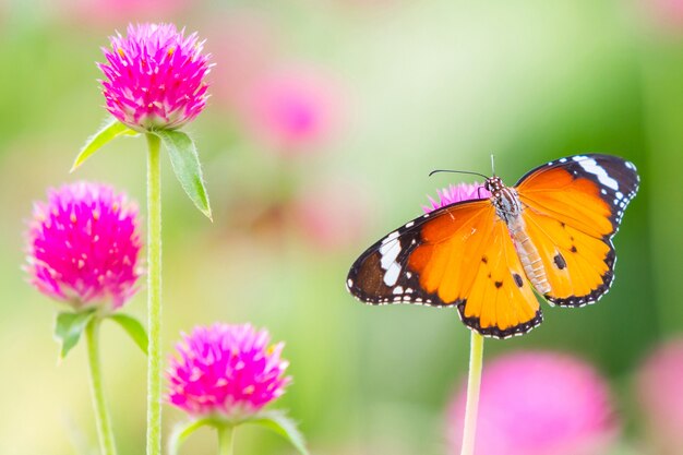 Einfacher Tigerschmetterling