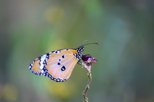 Einfacher Tigerschmetterling