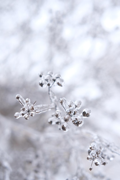 Foto einfrierende blumenpflanze im eis auf der schneewiese foto in hoher vertikaler qualität