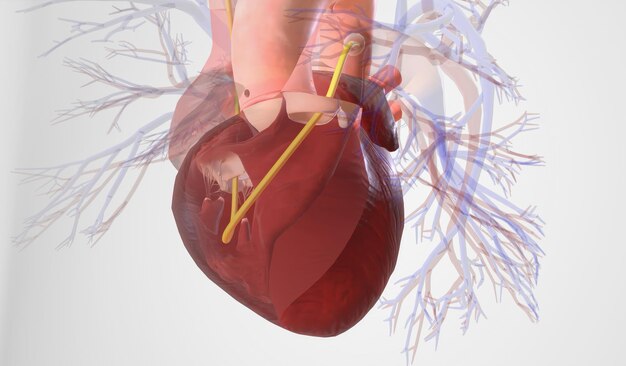 Einführung in die Pulmonalarterie