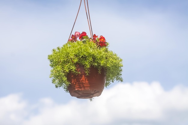 Eingemachte Blumen, die draußen hängen Außendekor