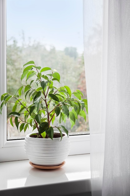 Eingemachte junge Ficus benjamina-Pflanze auf der Fensterbank im Zimmer.