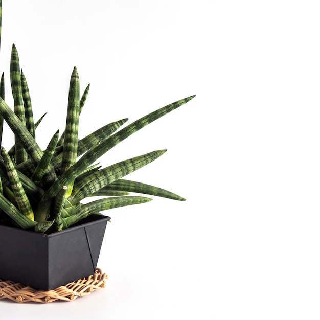 Eingemachte Sansevieria cylindrica var patula Boncel auf weißem Hintergrund mit Kopienraum