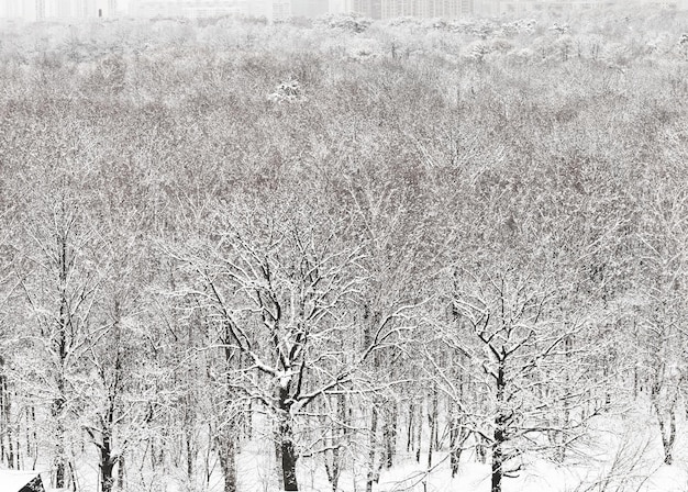 Eingeschneiter Stadtpark im Winter