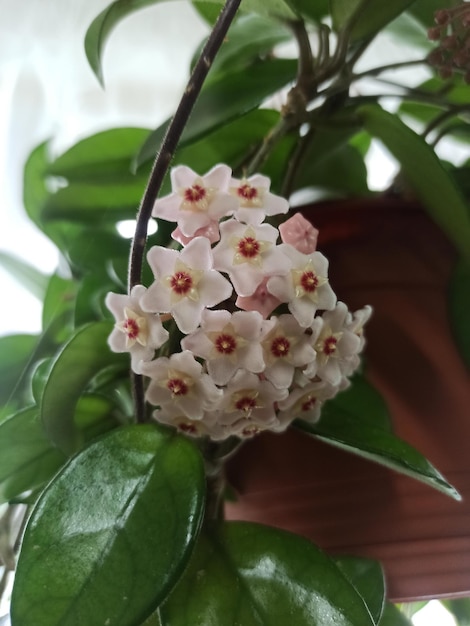 Eingetopfte Hoya carnosa, die Porzellanblume oder Wachspflanze, in voller Blüte im Innenbereich