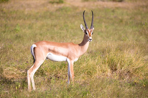 Einheimische Antilopen im Grasland der kenianischen Savanne