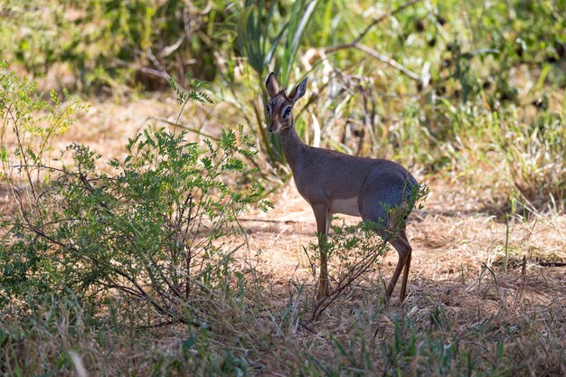 Einheimische antilopen im grasland der kenianischen savanne