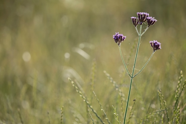 Einheimische Blumen Verbena Bonariensis im Waldfeld