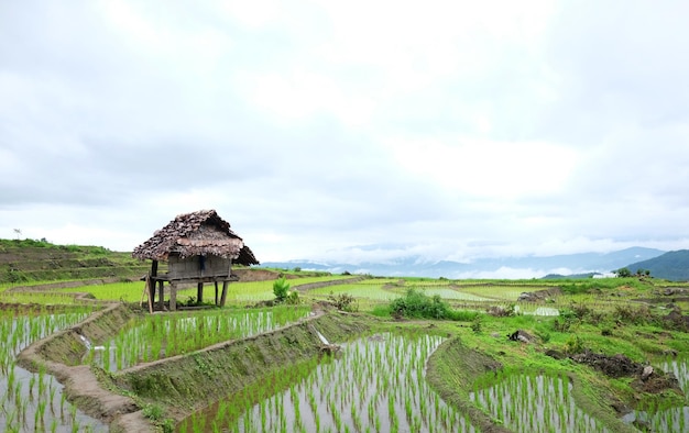 Einheimische Hütte und Gastgewohnheitsdorf auf terrassenförmigen Reisfeldern auf einem Berg in Thailand