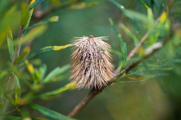 Einheimische Pflanzen mit gelben Blüten, die im Busch in Tasmanien, Australien, wachsen