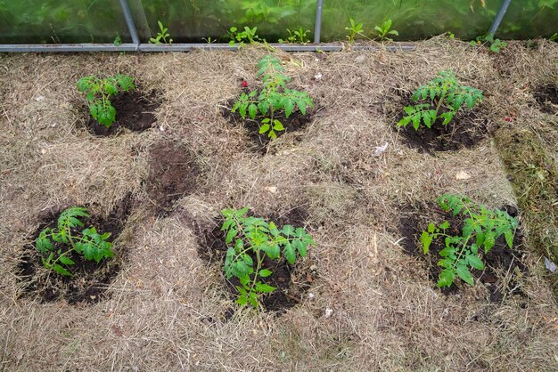 Einheimische Tomatenpflanze ohne Gemüse in einem frühen Stadium des Wachstums.