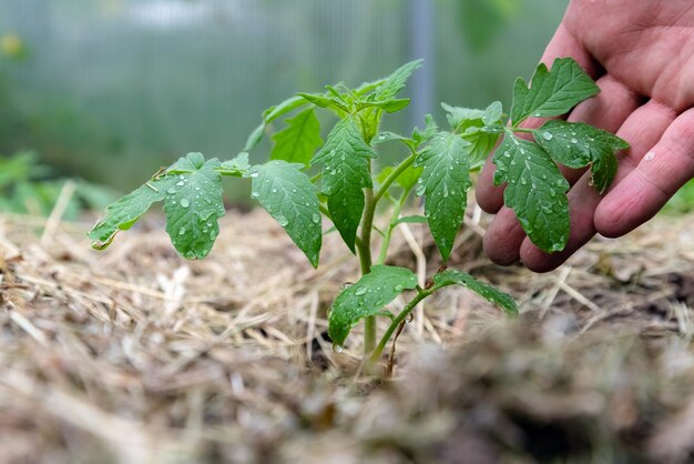 Einheimische Tomatenpflanze ohne Gemüse in einem frühen Stadium des Wachstums.