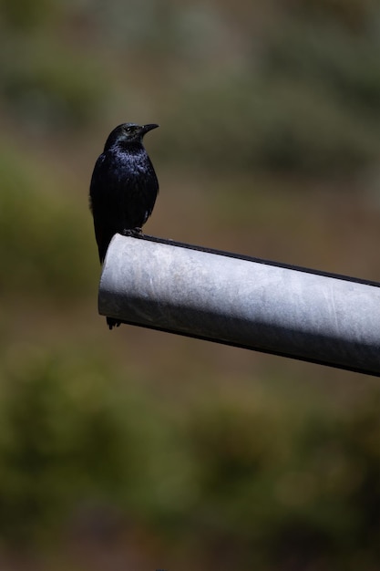 Einheimischer Vogel auf dem Tafelberg in Südafrika