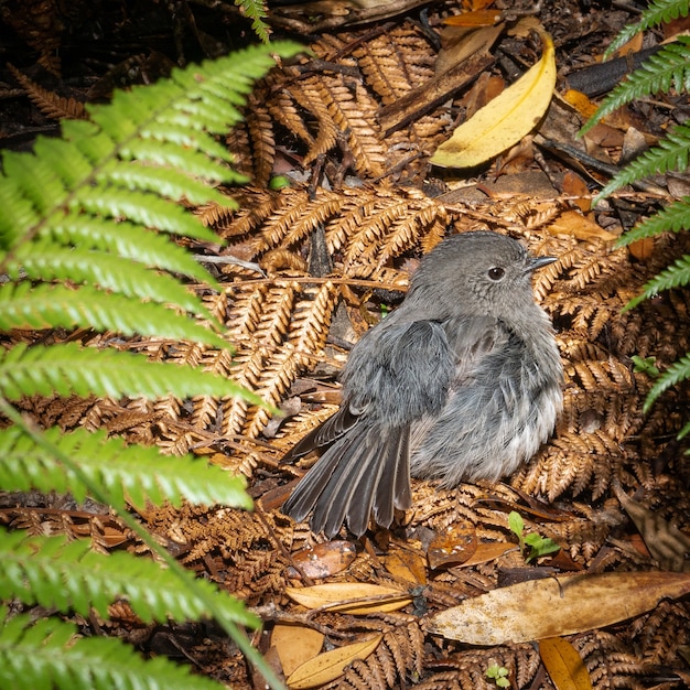 einheimischer Vogel Stewart Island Rotkehlchen nisten auf dem Boden Schuss auf Ulva Island Stewart Island