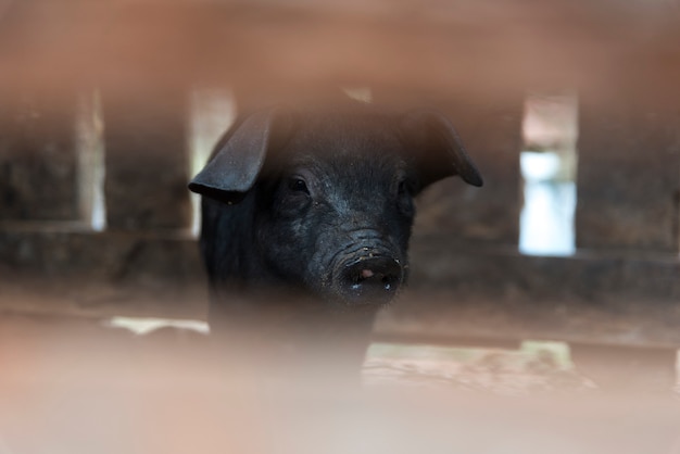 Einheimisches Schwein, Thailand, Norden, Berg, schwarzes Haar