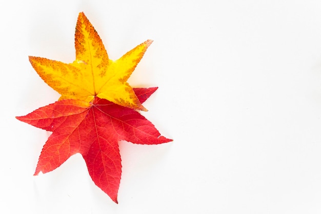 Foto einige ahornblätter isoliert auf weißem hintergrund herbstförderung herbstliches motiv