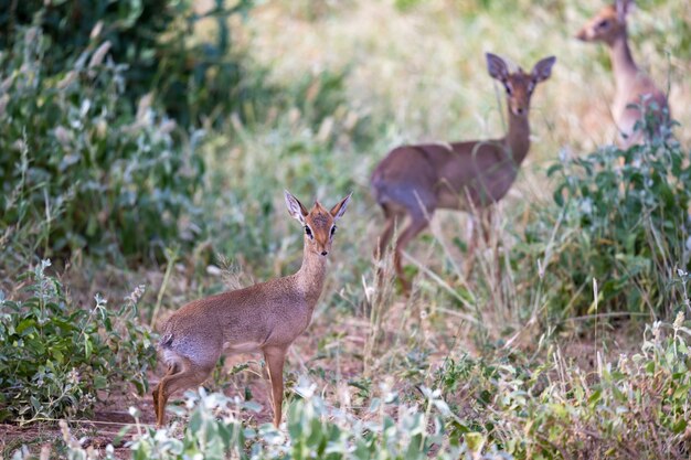 Einige Antilopen in der Graslandschaft Kenias