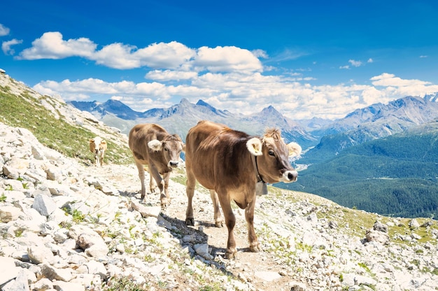 Einige Kühe auf Bergpfad