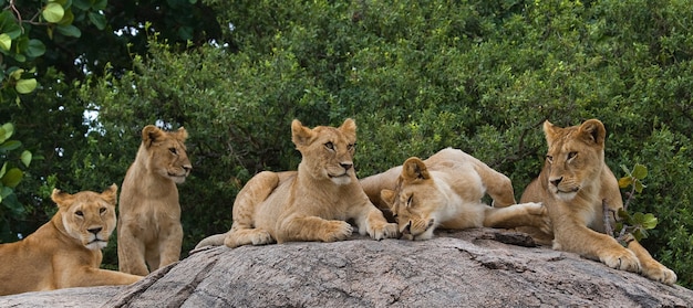 Einige Löwen liegen auf einem großen Felsen. Kenia. Tansania. Masai Mara. Serengeti.