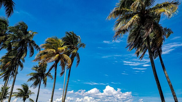 Einige Palmen zittern vor Wind in einem blauen Himmel