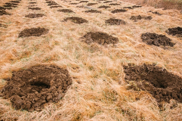 Einige Reihen runder Löcher im Boden bereit zum Pflanzen von Bäumen auf einem Feld