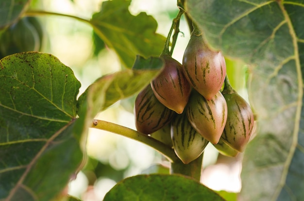 Einige Tamarillos wachsen in der Pflanze