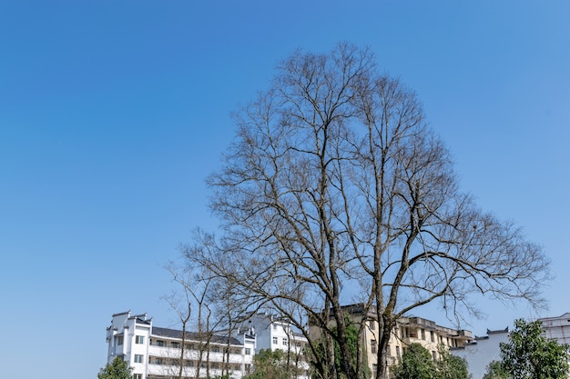 Einige tote Bäume hängen Laternen in der Stadt