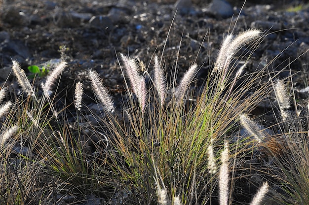 Einige trockene Ohren Gras im Gegenlicht bei Sonnenuntergang