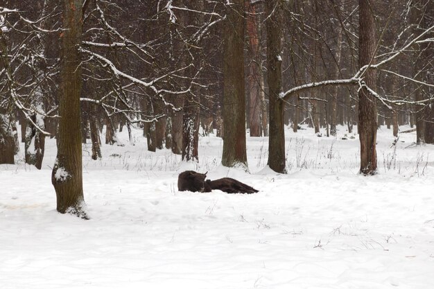 Foto einige wisente liegen im winterwald