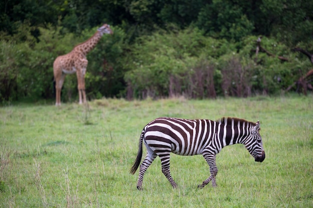 Einige Zebras mitten in der Savanne von Kenia