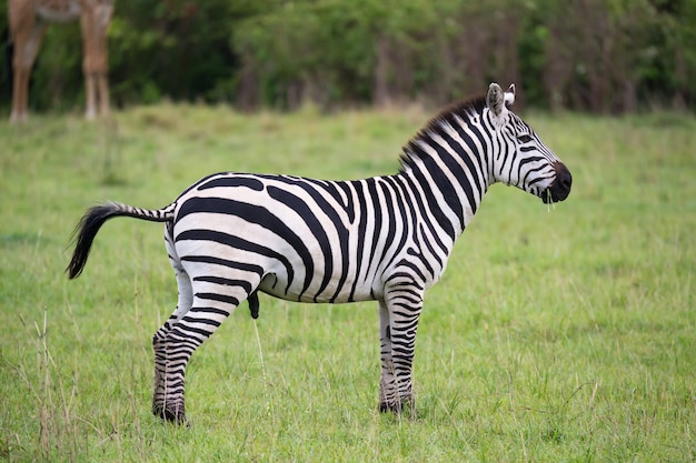 Einige Zebras mitten in der Savanne von Kenia