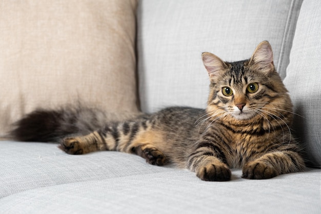 Einjährige getigerte Katze mit flauschigem Schwanz liegt auf einem grauen Sofa