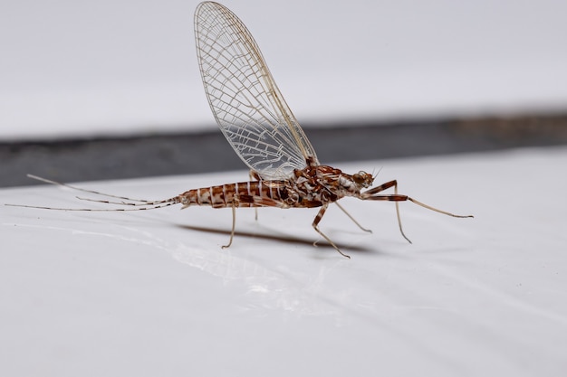 Einkantige Eintagsfliege der Gattung Thraulodes