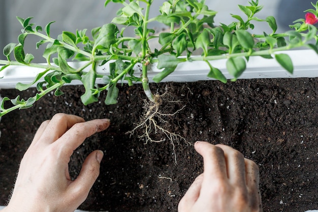 Einpflanzen in einen weißen rechteckigen Blumentopf