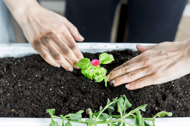 Einpflanzen in einen weißen rechteckigen Blumentopf