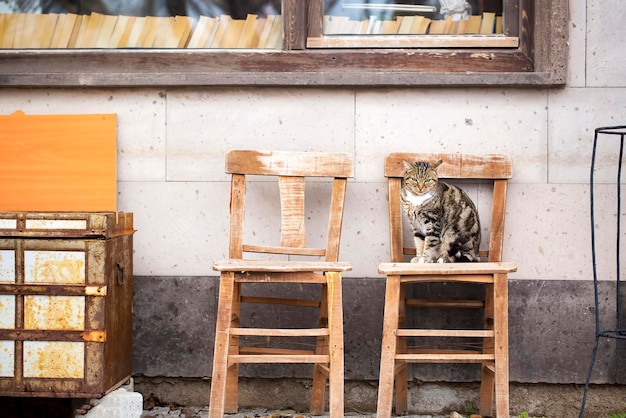 Einsam, allein, auf der Straße streunende Katze