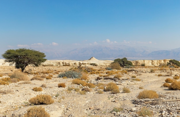 Einsame Akazie in der Arava-Wüste