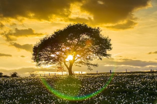 Einsame Baum-Onspring-Wiese bei Sonnenuntergang mit Sonnenstrahl und bewölktem Himmel