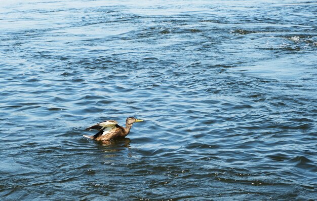 Einsame Ente schwimmt im Fluss mit starker Strömung.