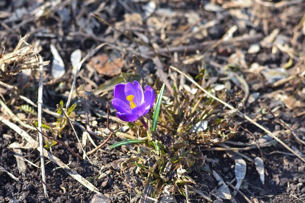 Einsame Frühlingspurpurkrokus-Nahaufnahme