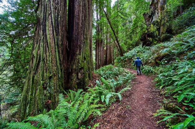 Einsame Gestalt auf Wanderweg, umgeben von riesigen Redwood-Bäumen