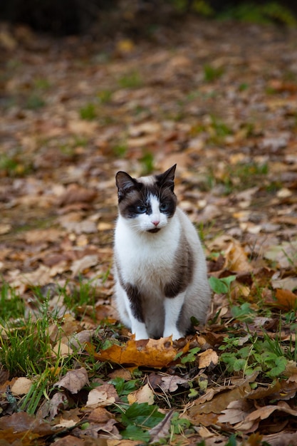 Einsame Katze sitzt im Herbst auf Blättern.