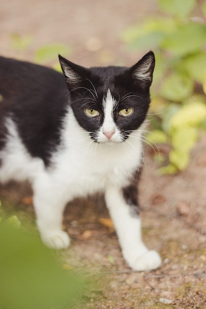 Einsame Katze sitzt und schaut