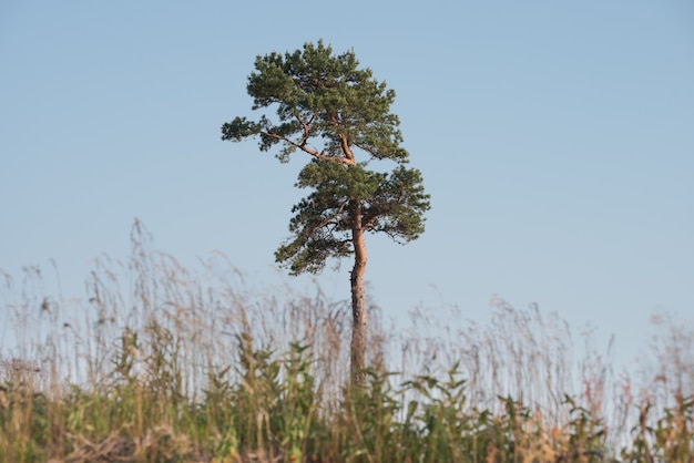 Einsame Kiefer auf dem Gebiet. Malerische Landschaft.