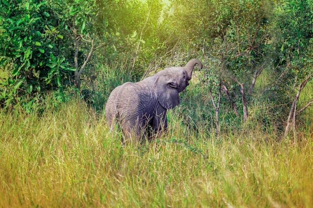 Einsame kleine Elefantenbabyblätter von Bäumen, die im wilden Afrika überleben