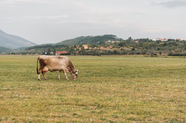 Einsame Kuh, die auf dem Gebiet weiden lässt