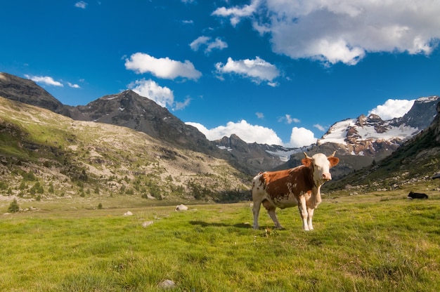 Einsame Kuh, die auf den italienischen Alpen weidet