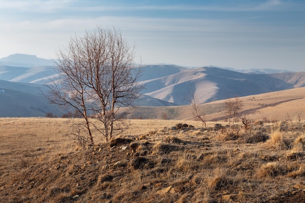 Einsame nackte Birke und tiefe Schatten von der tiefstehenden Sonne auf den fernen Hügeln Kaukasus Russland