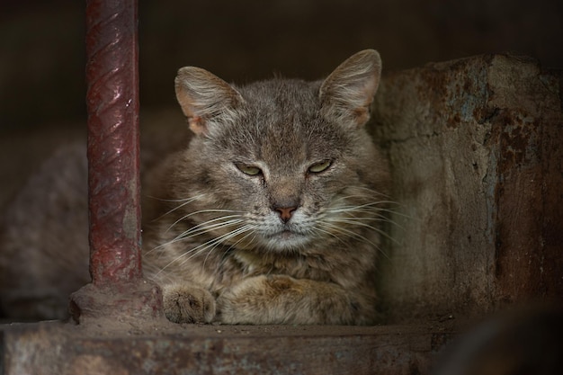 Foto einsame, obdachlose, schmerzhafte, verletzte katze. die schmutzige, unglückliche katze der straße braucht die hilfe eines tierarztes