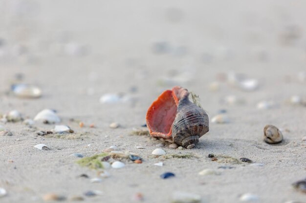 Einsame orangefarbene Muschel am Meer schöne Küste Kinburn Foreland Schwarzmeer Ukraine